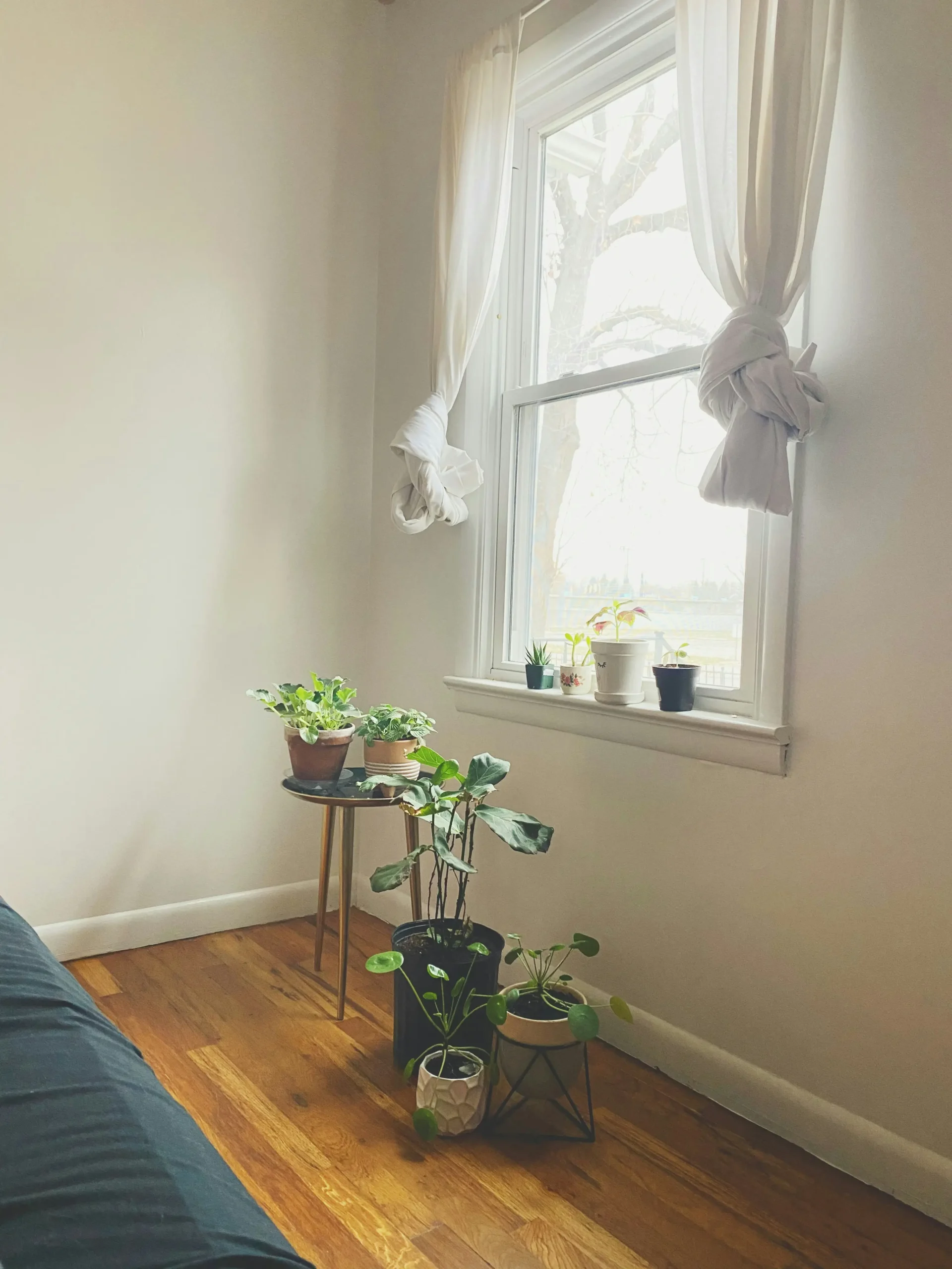 Rincón de una habitación con suelo de madera, varias plantas en macetas junto a una ventana con cortinas blancas anudadas, decorado con luz natural suave